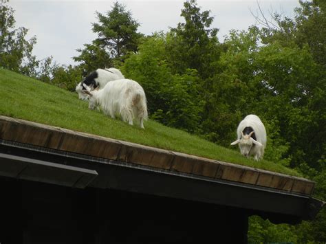 Goats on a roof - Goats on the Roof: I had a lot of fun - See 3,072 traveler reviews, 938 candid photos, and great deals for Pigeon Forge, TN, at Tripadvisor.